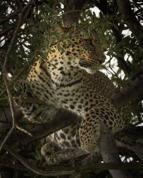 The Hidden Hunter