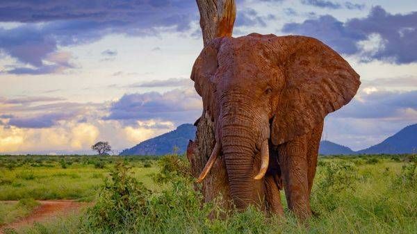 Red Giant Of Tsavo 2