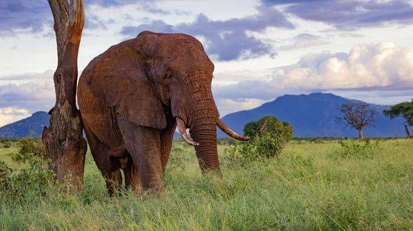 Red Giant Of Tsavo 1