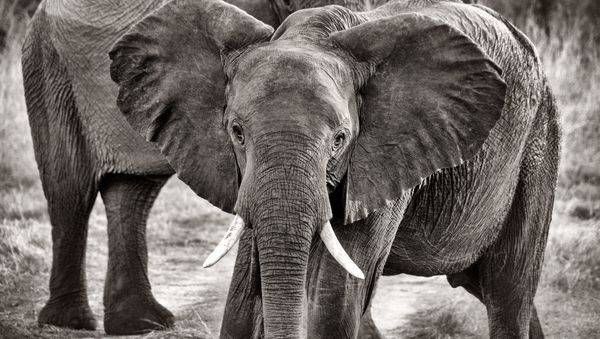 Gentle Giant