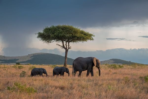 Africa