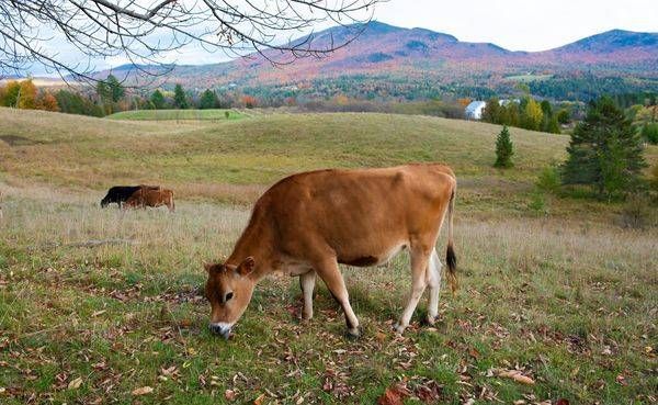 Autumn Pastures
