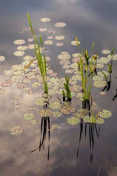 Luminous Lillies