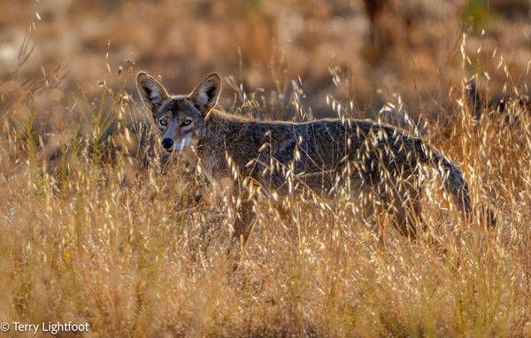 Watchful Coyote  Photography Art | Lightfoot Art & Images