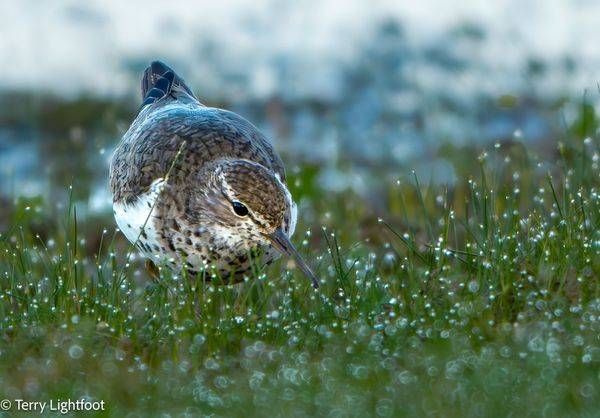 Spotted Sandpiper In The Dew   Photography Art | Lightfoot Art & Images