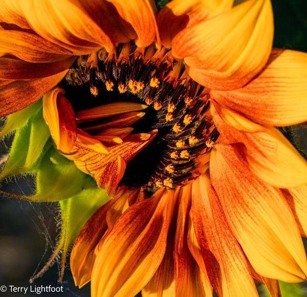 Sunflower    Photography Art | Lightfoot Art & Images