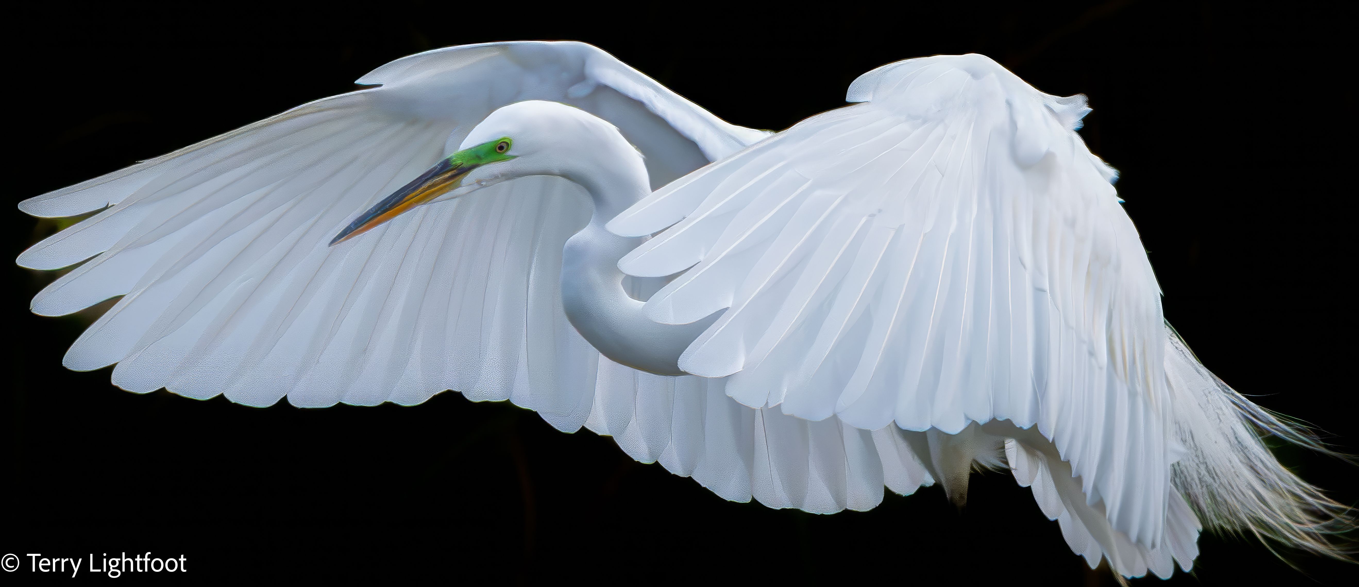 
        <div class='title'>
          Snow Egret Hug
        </div>
       