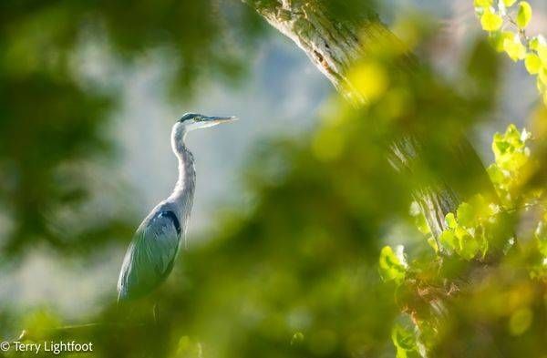 Shy Great Blue Heron    Photography Art | Lightfoot Art & Images