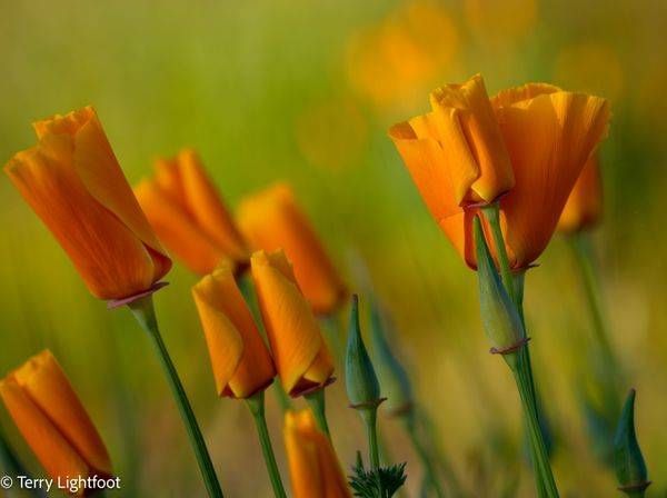 Poppies Photography Art | Lightfoot Art & Images
