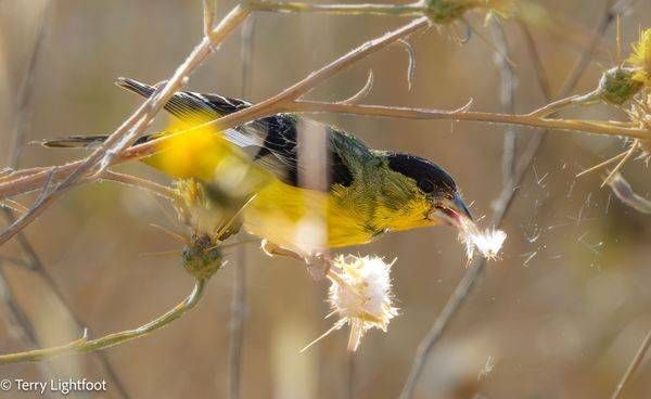 Striped Tailed Yellow Finch Photography Art | Lightfoot Art & Images