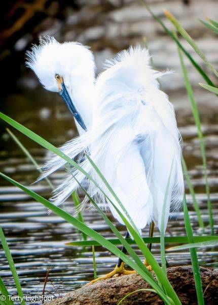 Fluffy Egret Photography Art | Lightfoot Art & Images