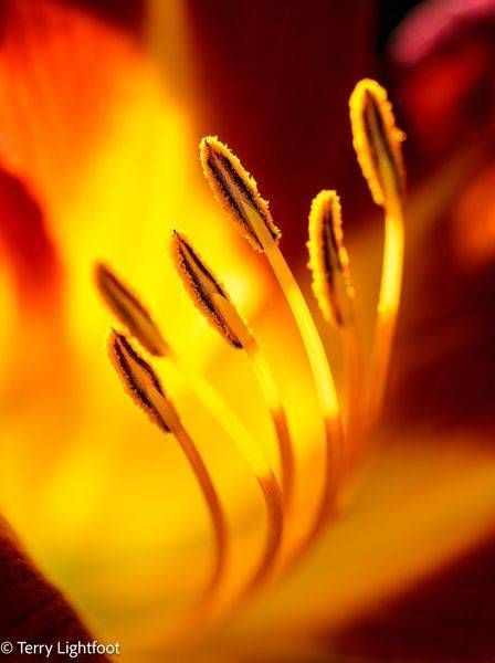 Flower Flame Photography Art | Lightfoot Art & Images