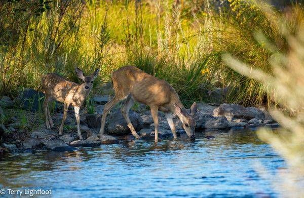 Doe And Fawn At The River Photography Art | Lightfoot Art & Images