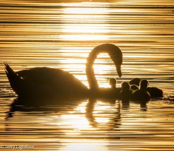 Morning Swan Family Photography Art | Lightfoot Art & Images