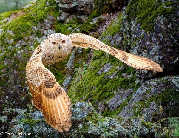 Hunting Owl Photography Art | Lightfoot Art & Images