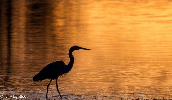 Heron Sunset Photography Art | Lightfoot Art & Images