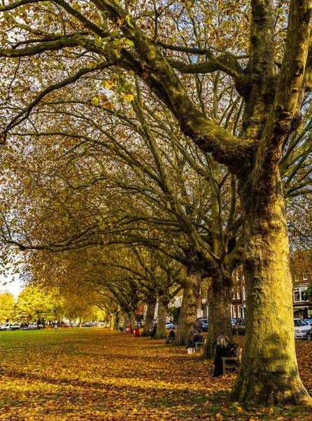 Autumn Leaves 2 - Richmond UK