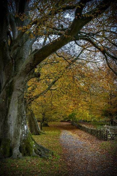 Ancient Forest Singlton UK