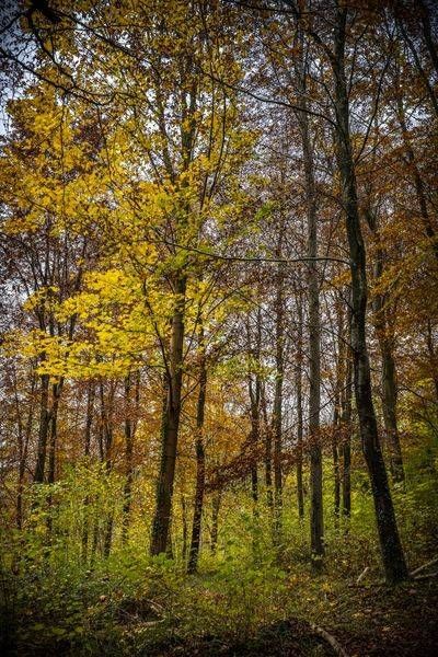 Autumnal Forest Singlton UK