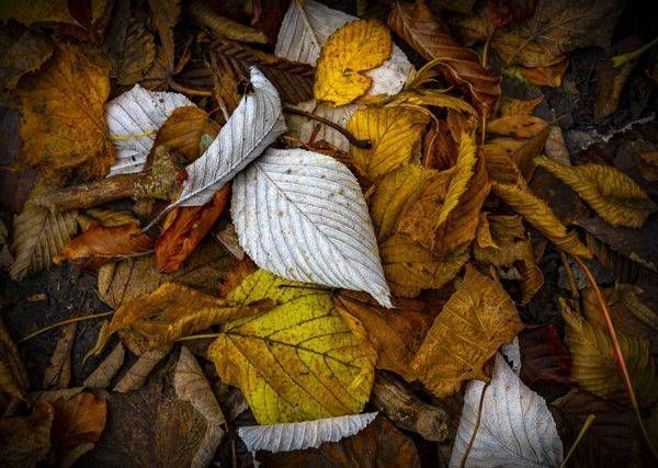Autumnal Albino Leaves