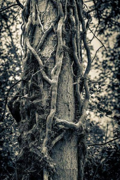Vine Wrapped Trunk