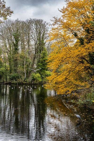 Fall Colour 2 Richmond UK