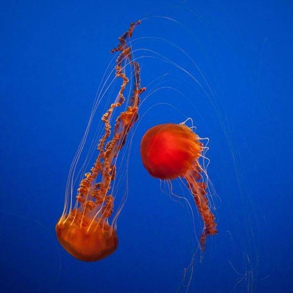 Jellyfish Ballet