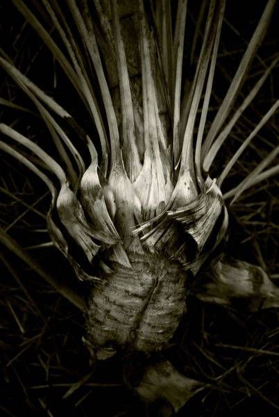 Yucca Crown
