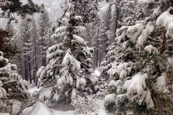 Winterscape