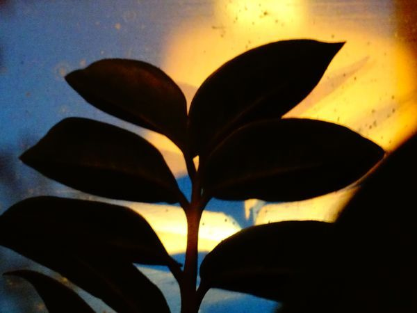 Light Through The Leafs