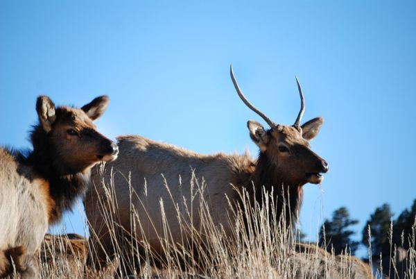 Wildlife