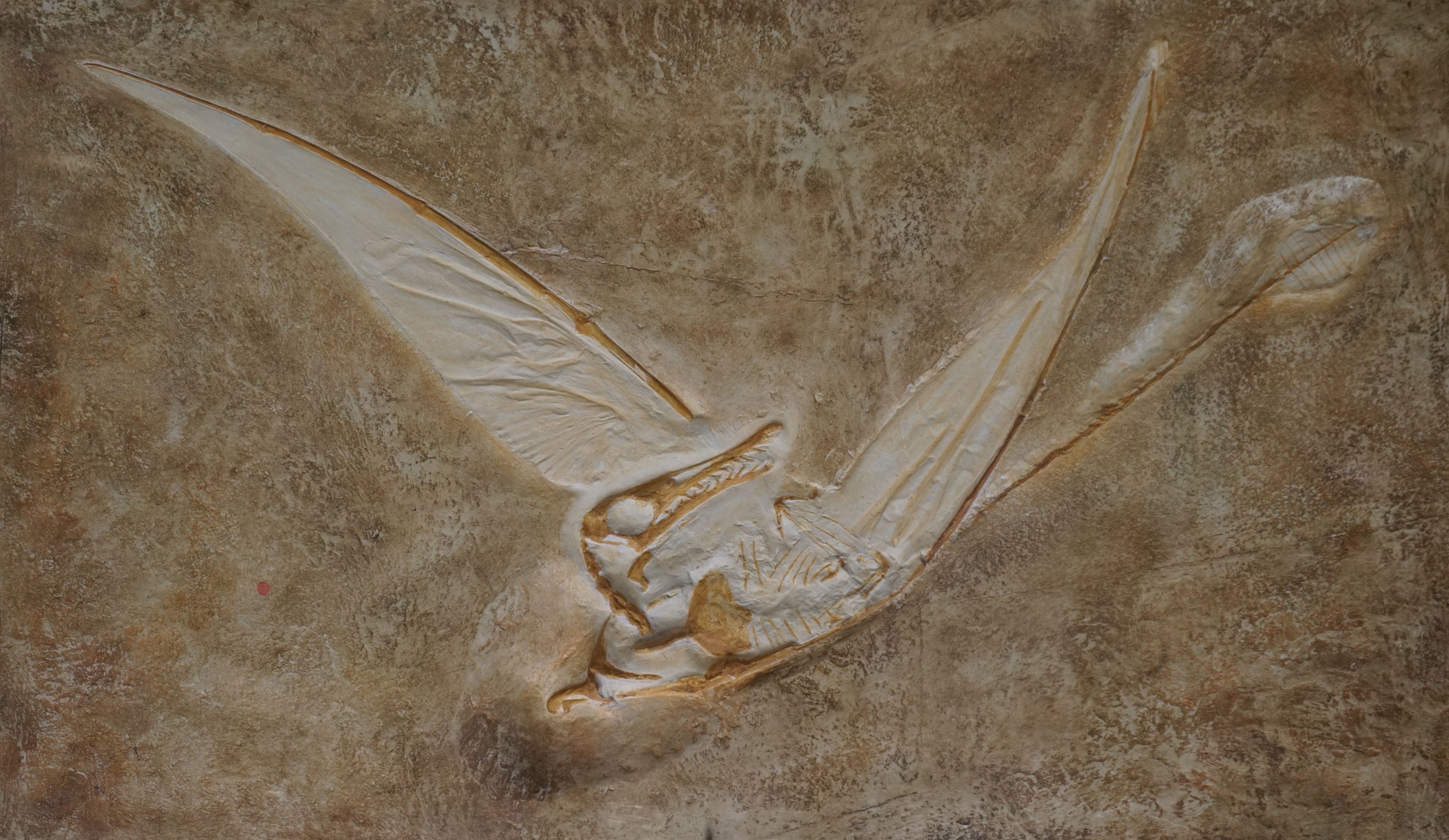 
        <div class='title'>
          Rhamphorhynchus Muensteri Fossil
        </div>
       