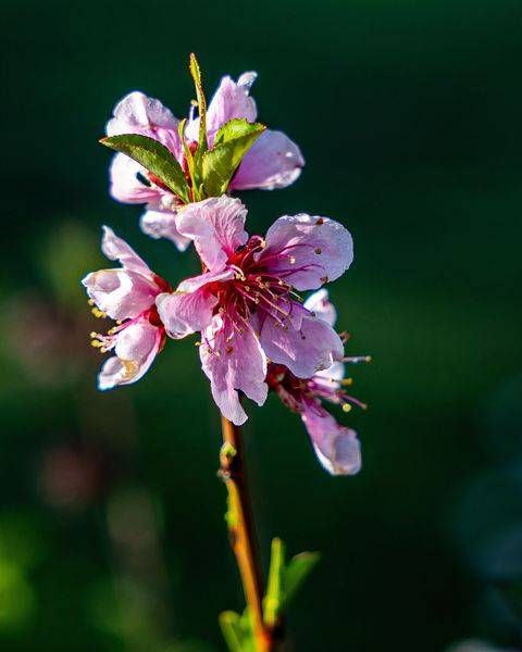 Garden Flowers