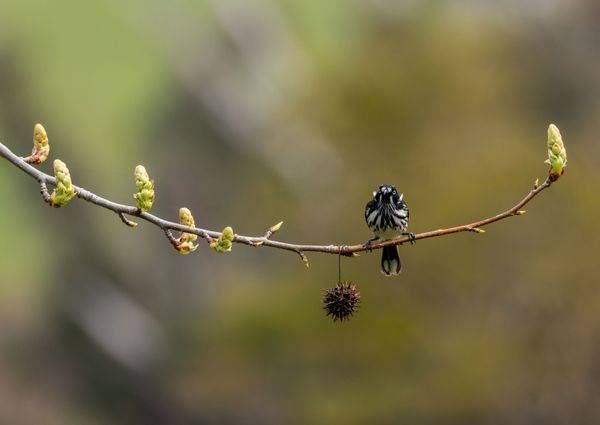 West Australian Birds 