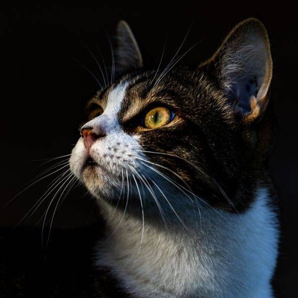 Pet Photography