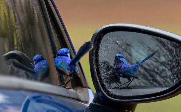 Australian Birds Splendid Fairy Wren 