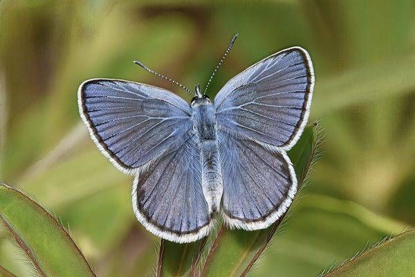 Butterflies And Many Legged Creatures