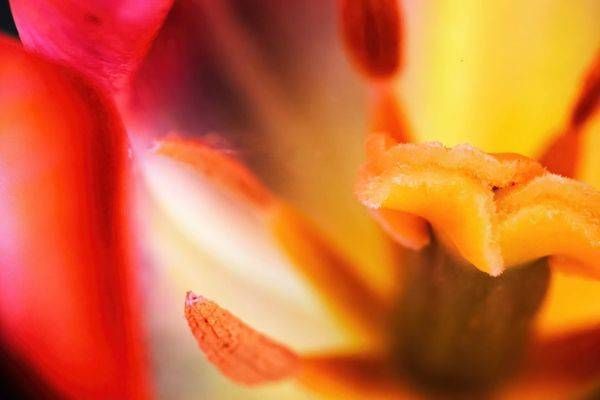 Tulip