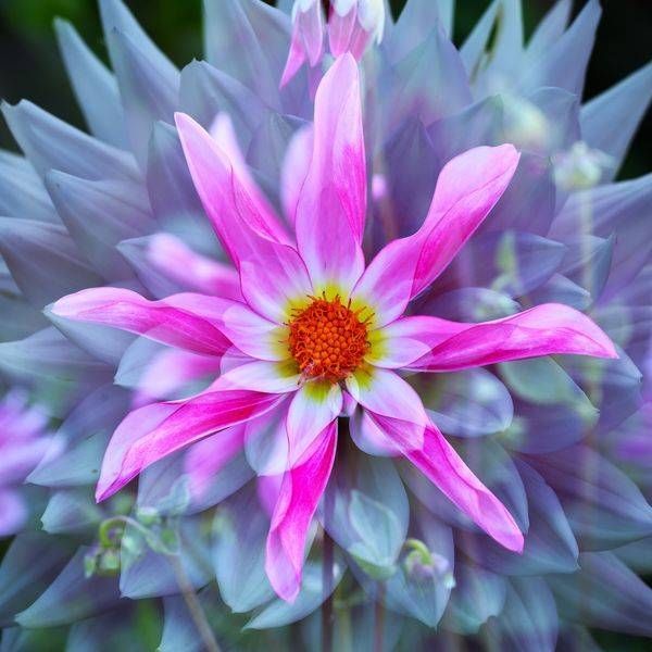 Two Of A Dahlia