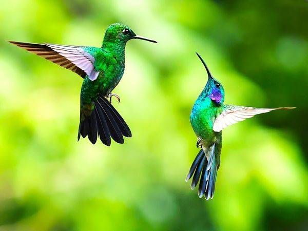 Sparkling Emeralds