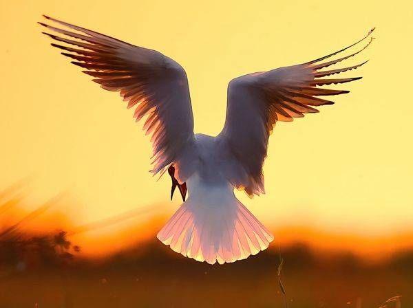 SunWings