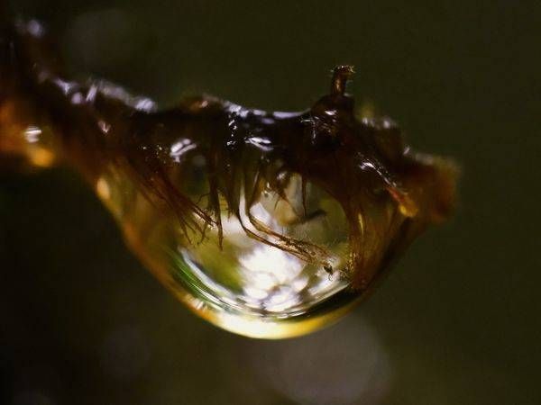 Sun In A Droplett