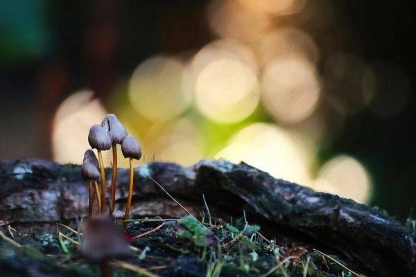 Forrest Light