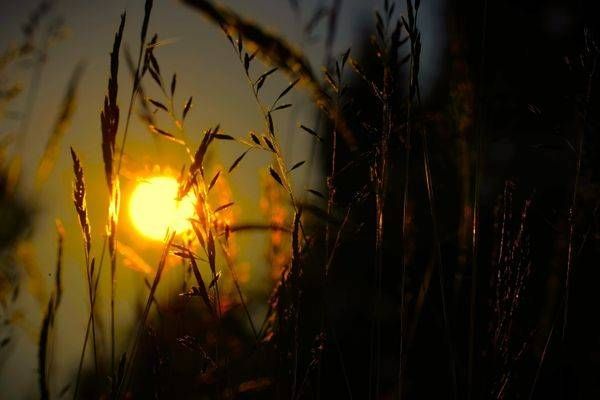 Grass Sunset
