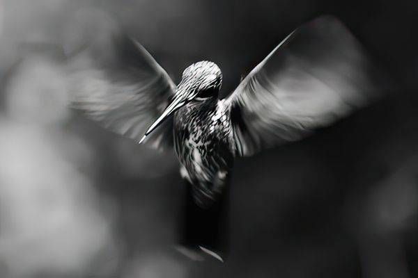 Ghostbird