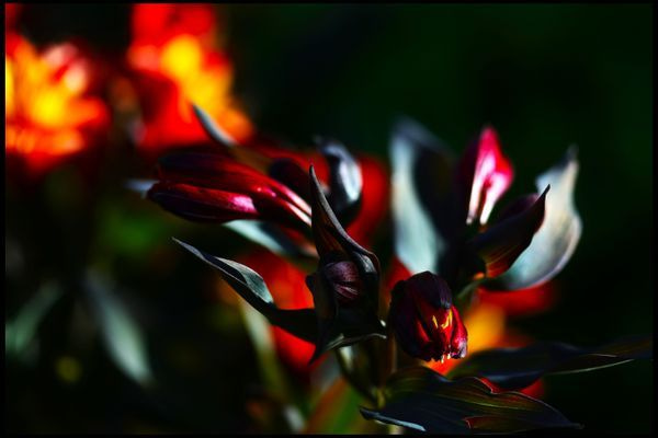 Flowers, Mushrooms and Plants