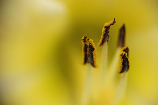 Macro