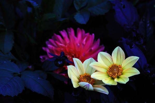Color Palette