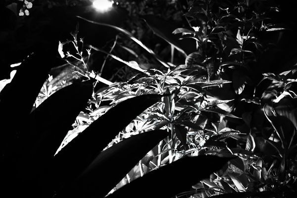 Abstract