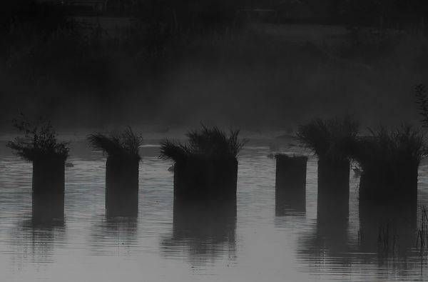 Night Mist